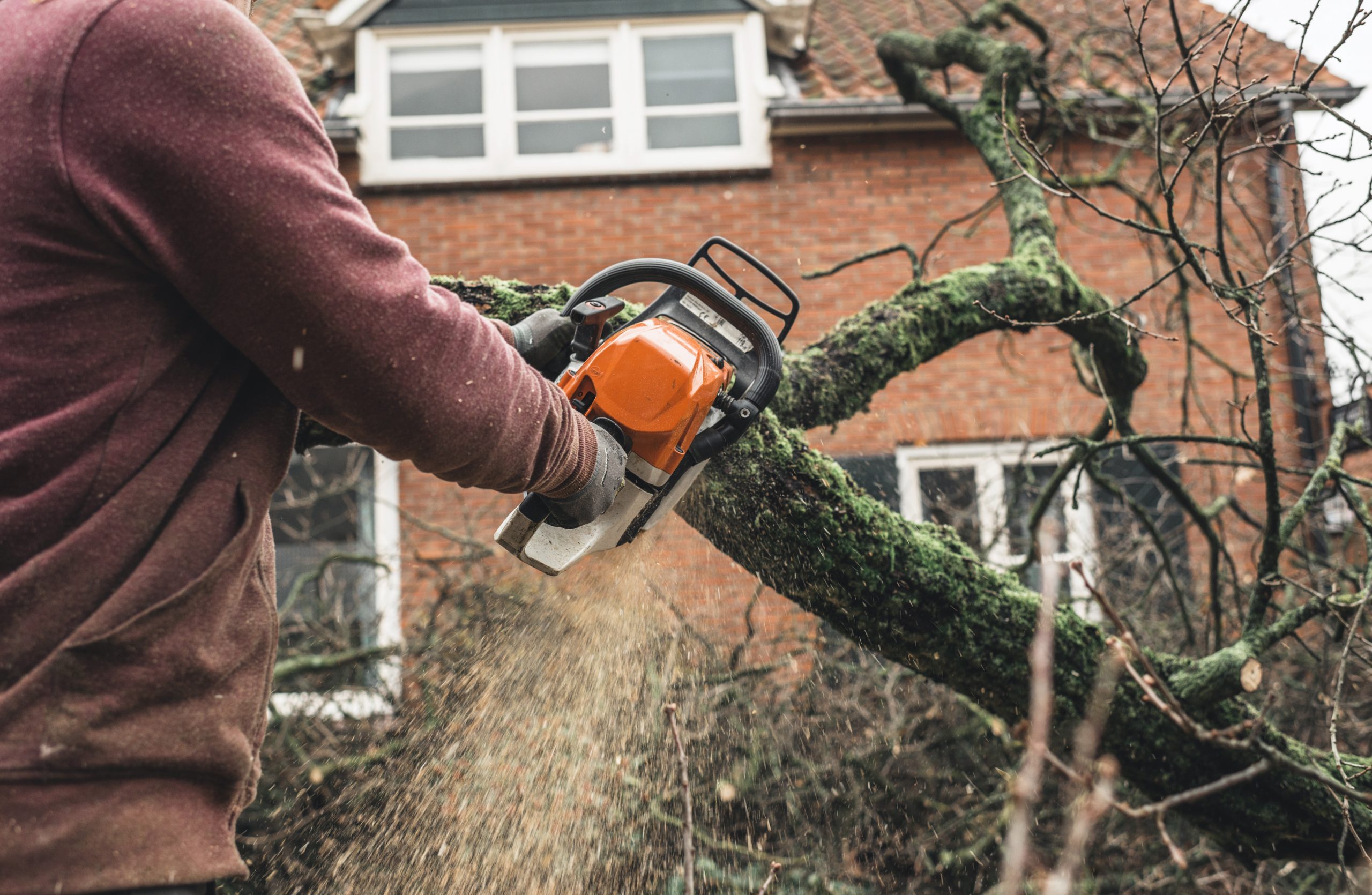 Arborist chainsawing pieces of wood of cut down old oak. tree service leads