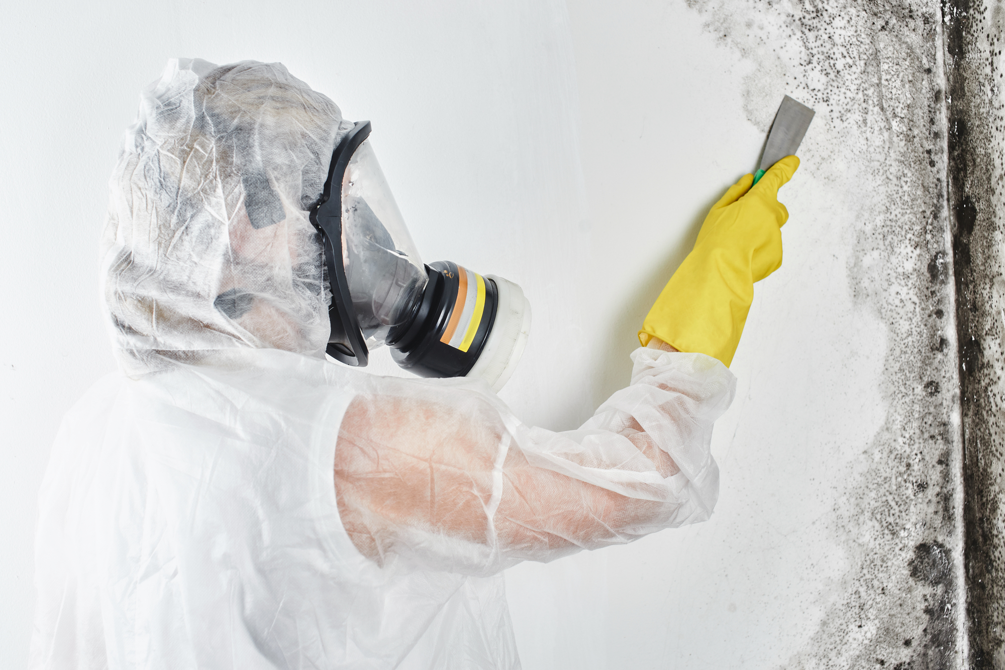 A professional disinfector in overalls processes the walls from mold with a spatula. Removal of black fungus in the apartment and house. Aspergillus. mold removal lead generation